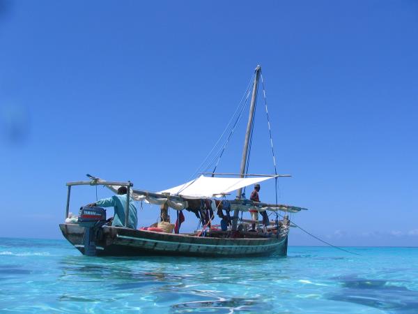 Whale Shark conservation vacation in Tanzania