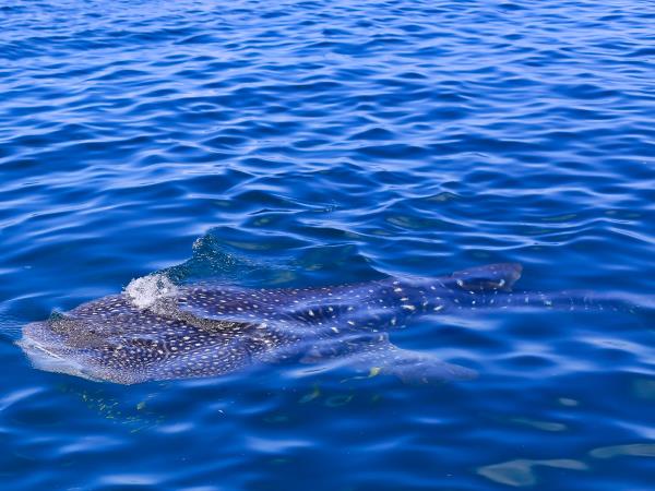 Whale Shark conservation vacation in Tanzania