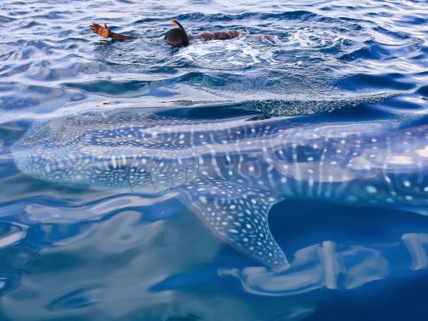 Whale Shark conservation vacation in Tanzania