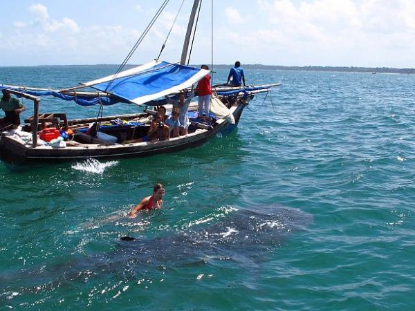 Whale Shark conservation vacation in Tanzania