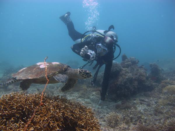 Whale Shark conservation vacation in Tanzania