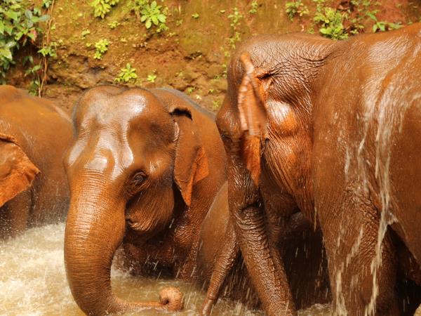 Elephant conservation vacation, Cambodia