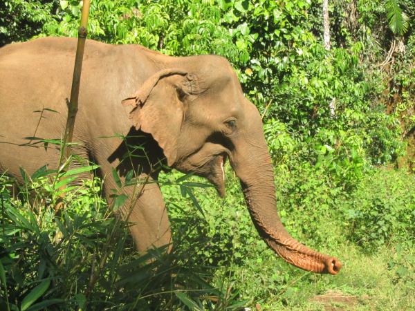 Elephant conservation vacation, Cambodia