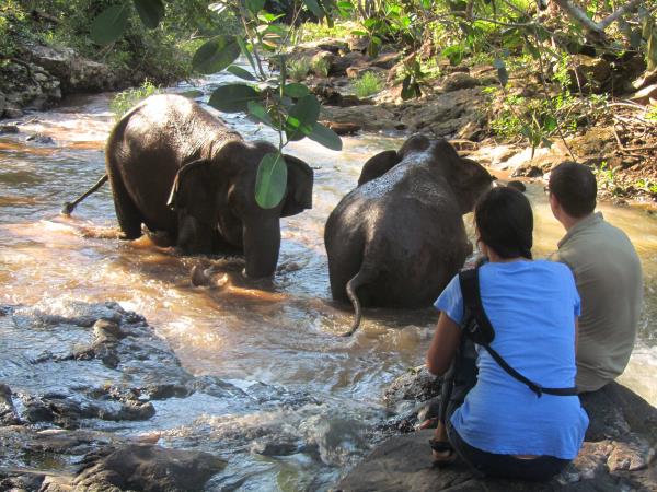 Elephant conservation vacation, Cambodia