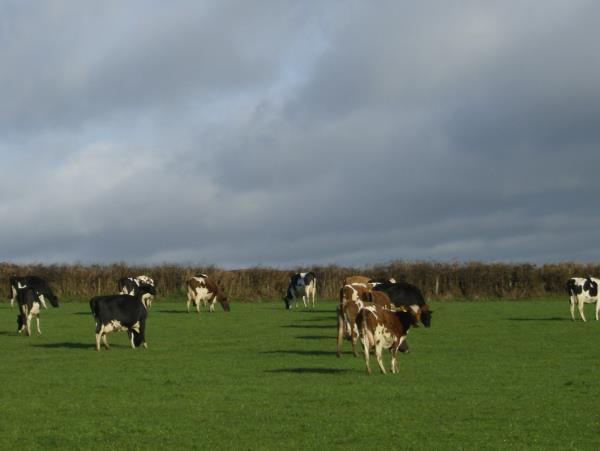 Carmarthenshire self catering cottage in Wales