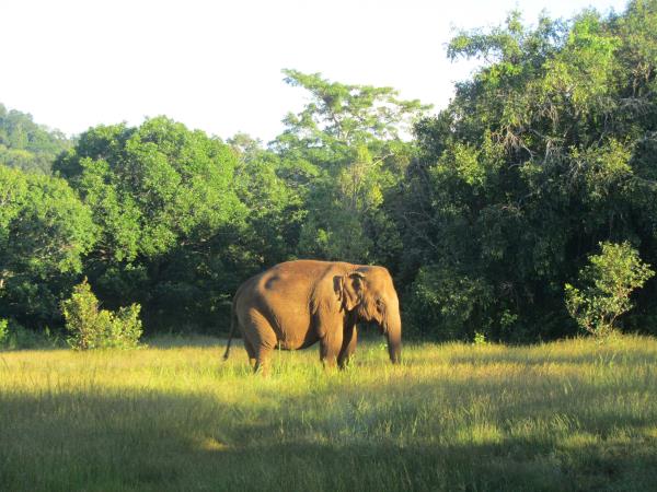 Elephant conservation vacation, Cambodia