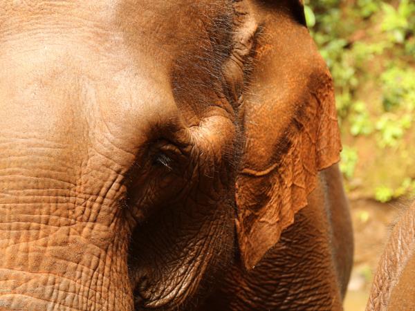 Elephant conservation vacation, Cambodia