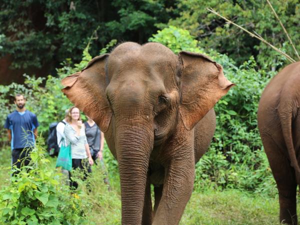 Elephant conservation vacation, Cambodia