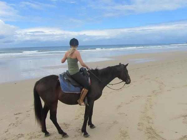 Horse rehabilitation project in South Africa