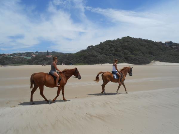 Horse rehabilitation project in South Africa