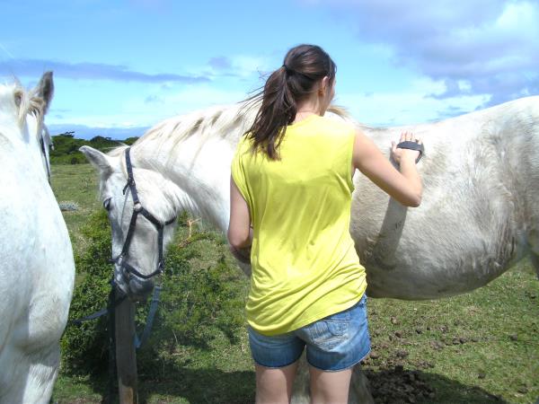 Horse rehabilitation project in South Africa