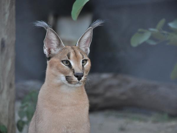 Wildlife orphanage volunteering in South Africa