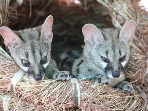 Wildlife orphanage volunteering in South Africa