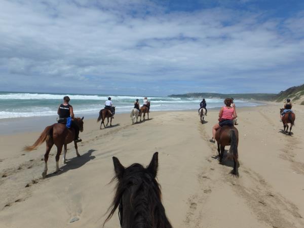 Horse rehabilitation project in South Africa