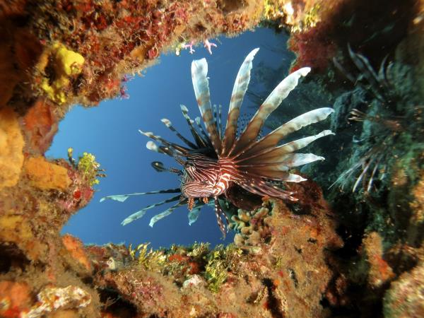 Reef conservation volunteering in Belize