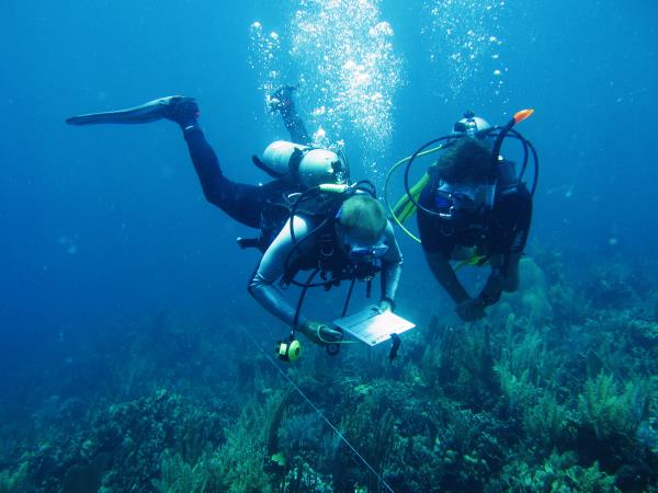 Reef conservation volunteering in Belize