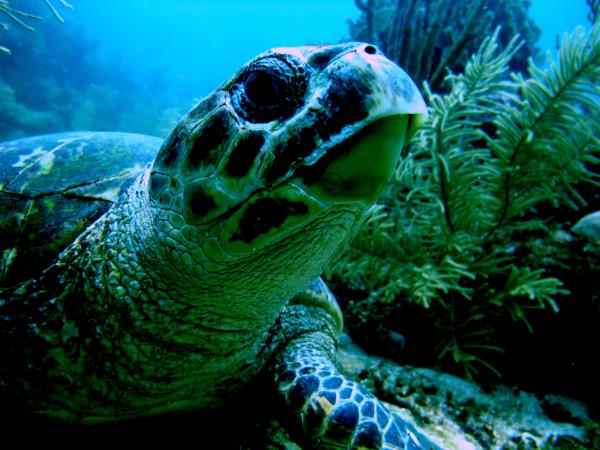 Reef conservation volunteering in Belize