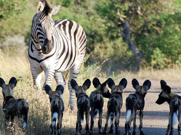 Zululand conservation project