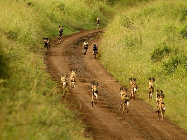Zululand conservation project