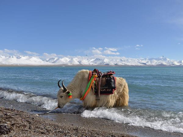 Central Tibet tour