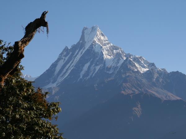 Annapurna trekking vacation, Rhododendron trek