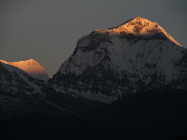 Annapurna trekking vacation, Rhododendron trek