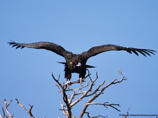 Birdwatching vacation in Greece