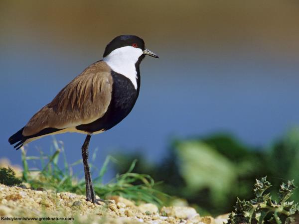 Birdwatching vacation in Greece