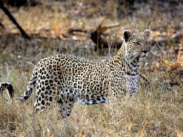 Botswana and Zimbabwe Ivory Route lodge tour
