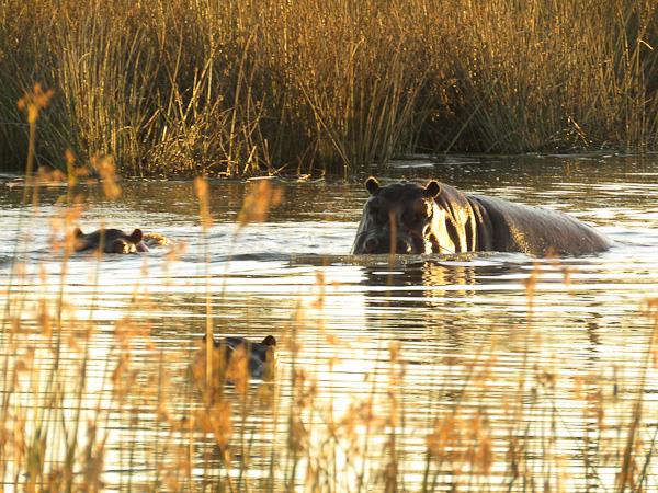 Botswana and Zimbabwe Ivory Route lodge tour