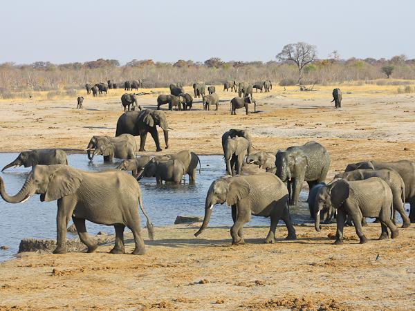 Botswana and Zimbabwe Ivory Route lodge tour