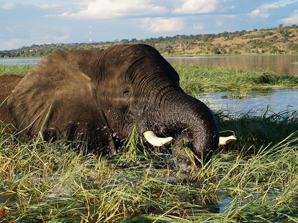 Botswana and Zimbabwe Ivory Route lodge tour