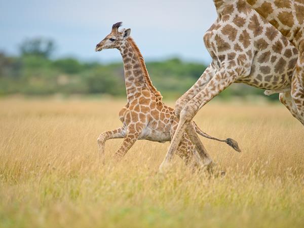 Kalahari desert expedition safari, Botswana