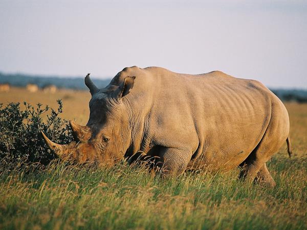 Kalahari desert expedition safari, Botswana