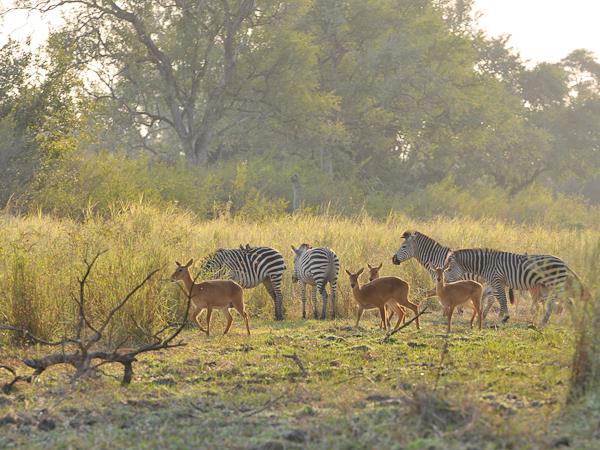 Northern Zambia Luangwa expedition