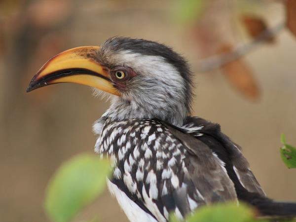Northern Zambia Luangwa expedition