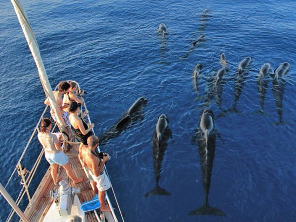 Whale & dolphin research in Ligurian Sea, Italy