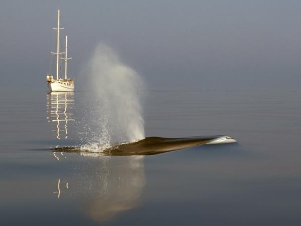 Whale & dolphin research in Ligurian Sea, Italy