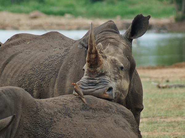 Mozambique, Zululand & beach small group safari