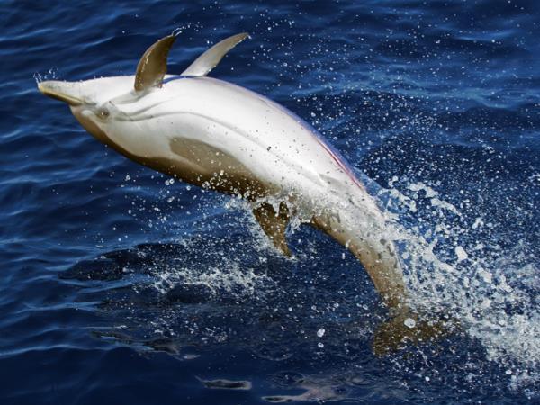 Whale & dolphin research in Ligurian Sea, Italy
