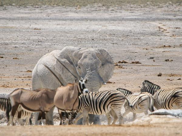 Namibia Desert & Caprivi camping safari