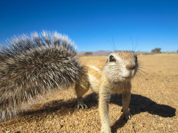 Namibia Desert & Caprivi camping safari