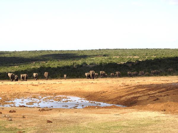 South Africa and Swaziland safari