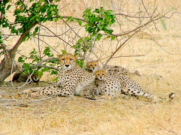 Cape to Windhoek Namib desert camping safari