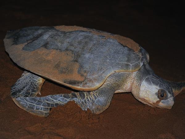 Sarawak vacation, wildlife adventure