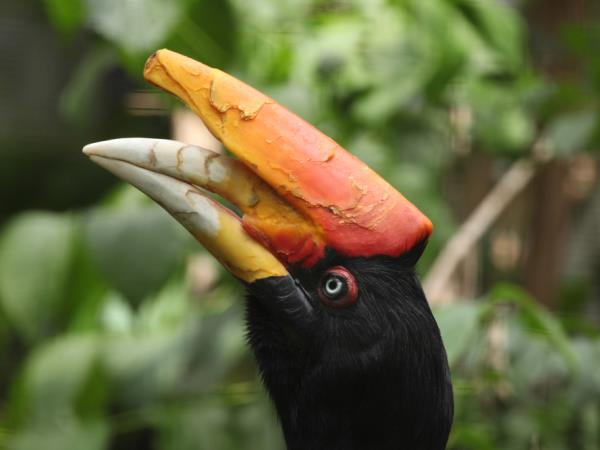 Sarawak vacation, wildlife adventure