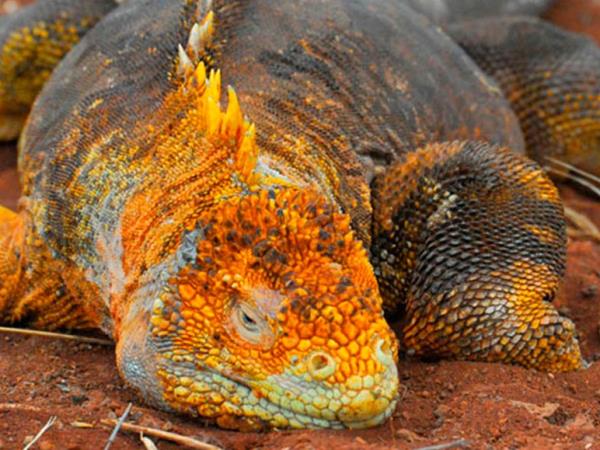 Galapagos luxury cruise