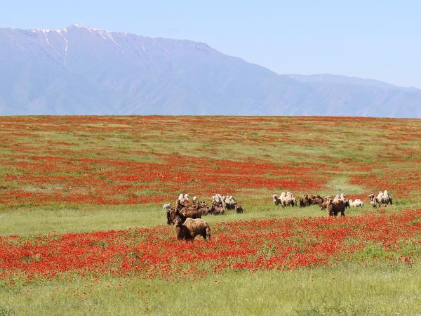 Kazakhstan holiday, Steppe to the Silk Road