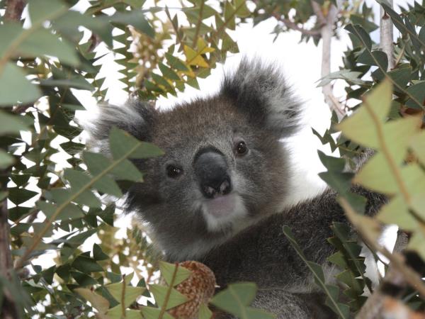 Australia adventure vacation, tailor made