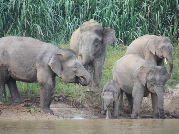 Borneo family tour